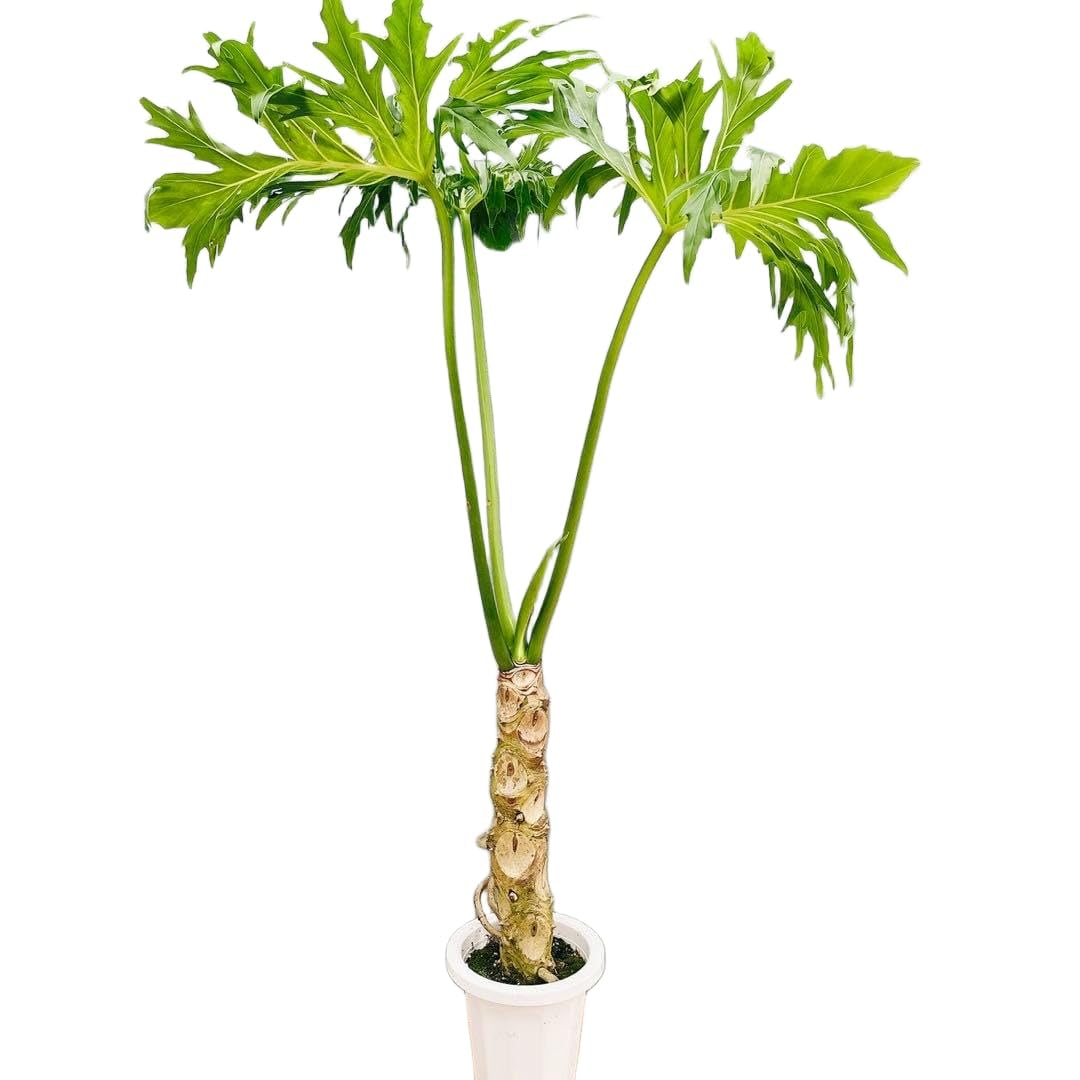 Amazon｜フィロデンドロン セローム 幹上がり 7号 観葉植物｜観葉植物